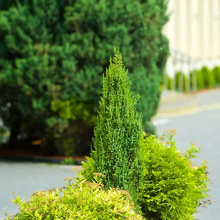 住宿加早餐酒店 弗特克斯酒店